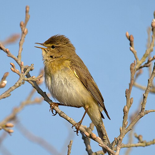 Willow warbler